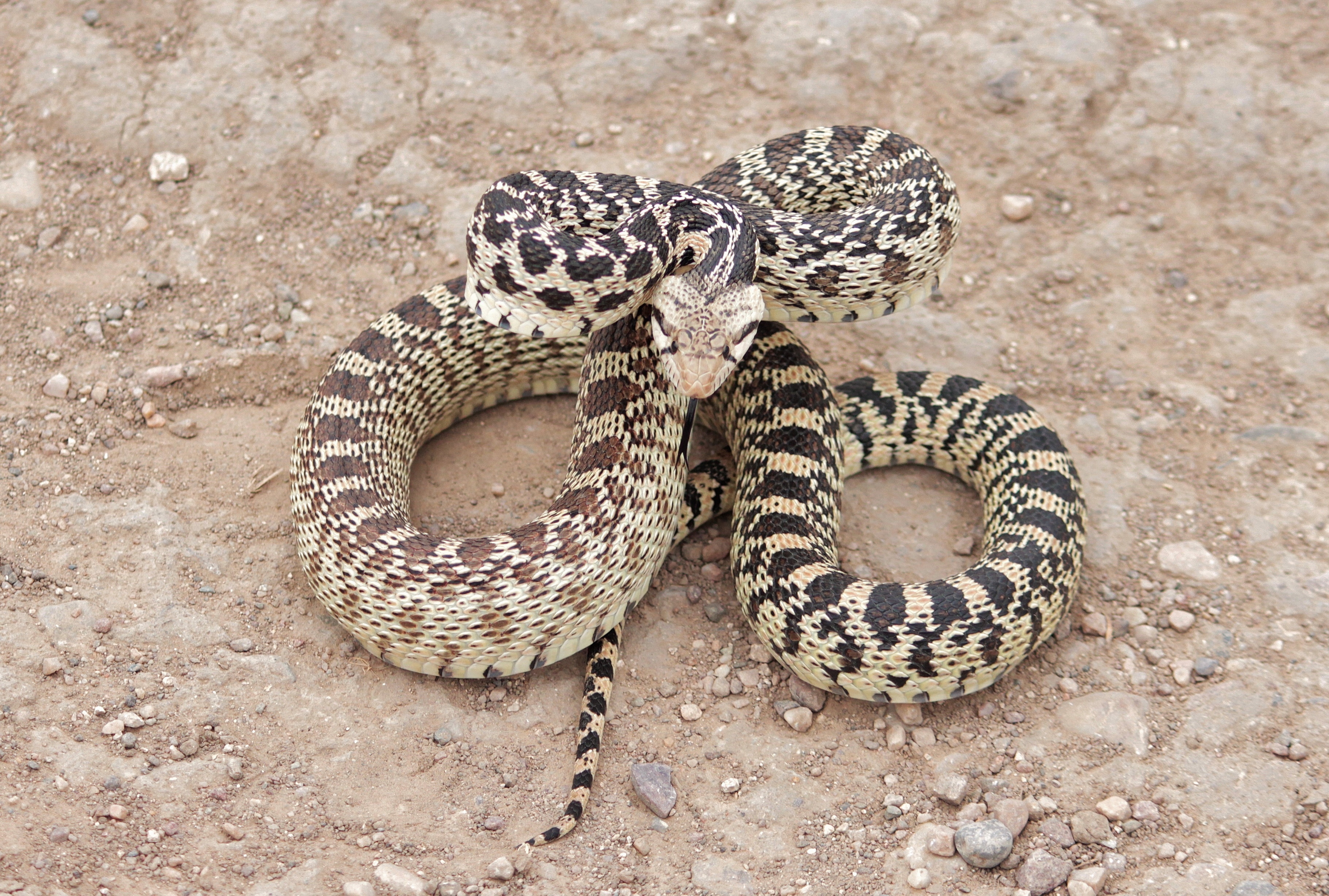 A gopher snake imitating a rattlesnake.